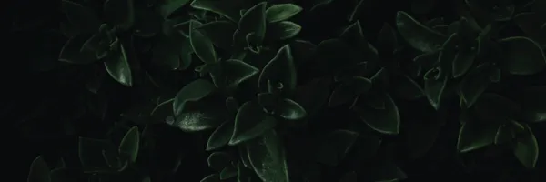 img of Chimichurri