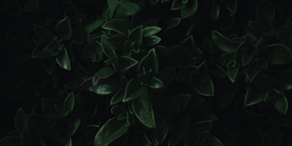 img of Chimichurri