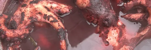 img of Gegrilde octopus